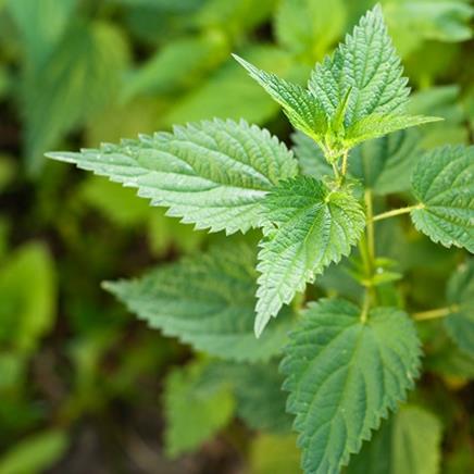 Natural active Nettle